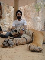 AD Singh tames full grown Tigers in tiger temple, a place on the remote outskirts of bangkok is situated in kanchanaburi on 13th May 2012 (10).jpeg